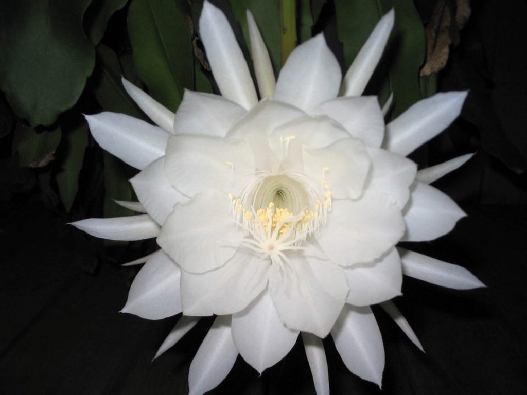 Fleur de Lune