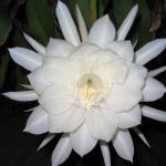 Fleur de Lune