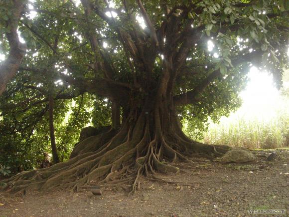 Arbre généalogique
