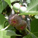 Figues - Ménopause - Brigitte Laurent