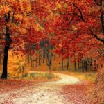 Foret à l'automne - Ménopause - Stages et rituels - Brigitte Laurent