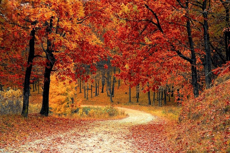 Foret à l'automne - Ménopause - Stages et rituels - Brigitte Laurent