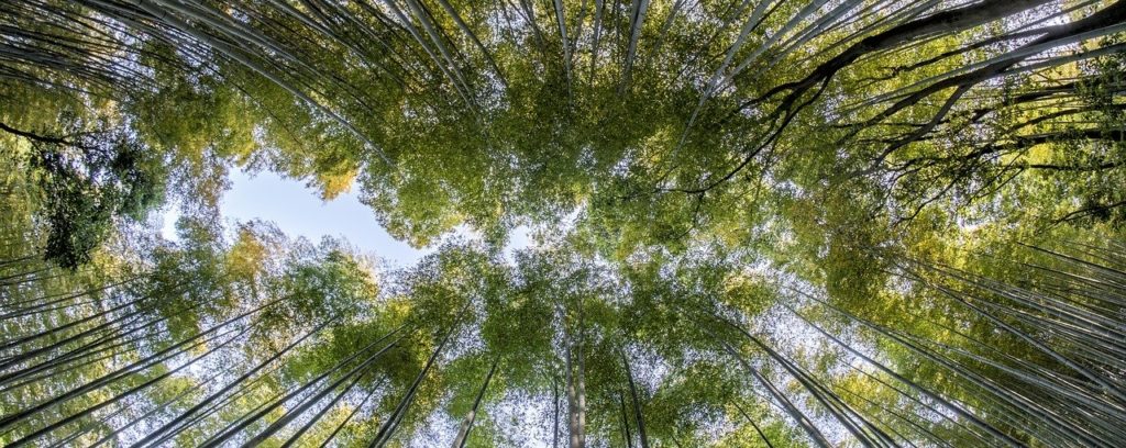 Foret de bambou